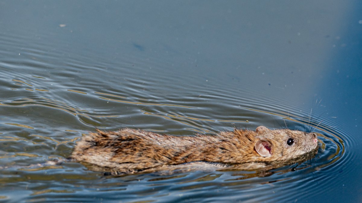 CDC_NCEZID's tweet photo. People can get a bacterial disease called #leptospirosis from the urine of infected animals. The risk of getting leptospirosis is higher after hurricanes and flooding. Learn how to stay safe and healthy at https://t.co/OpavKzcduA #HurricaneFiona #HurricaneIan https://t.co/zg9G8eqEpF