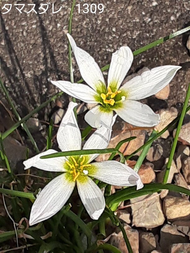 ItezaG's tweet photo. [玉簾/Fairy lily]10/21
 #山野草 #タマスダレ
 #散歩道に咲く花 #wildflowers
ヒガンバナ科タマスダレ属
原産地　メキシコ
由来　純白宝石のような花を簾に見立てた
球根　有毒 https://t.co/MHXFxc5T2b