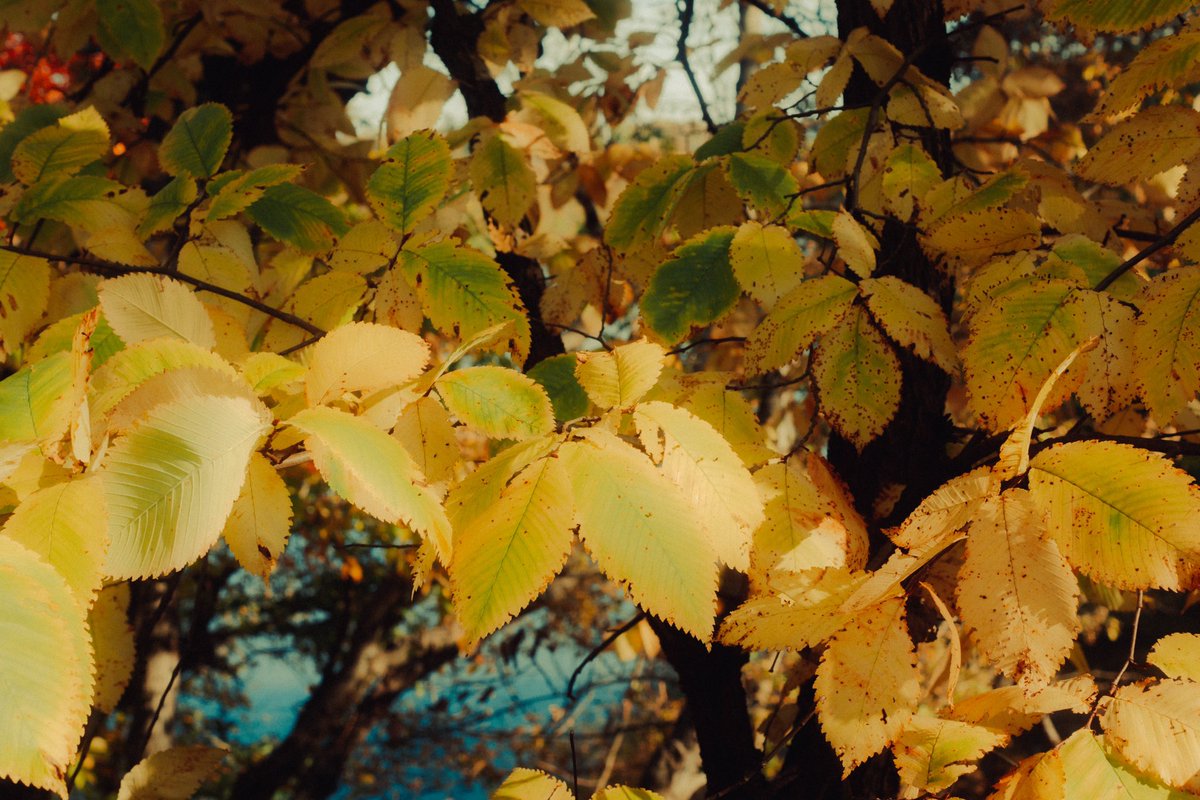 Then colors! 🍂🍁

📸 Sony a65

#PhotographyIsArt #photography #AutumnVibes #fallphotos #changingcolors #ohiophotography