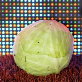 TradewellFamily's tweet photo. Are cabbages in season? #utv https://t.co/mdYY30zI20