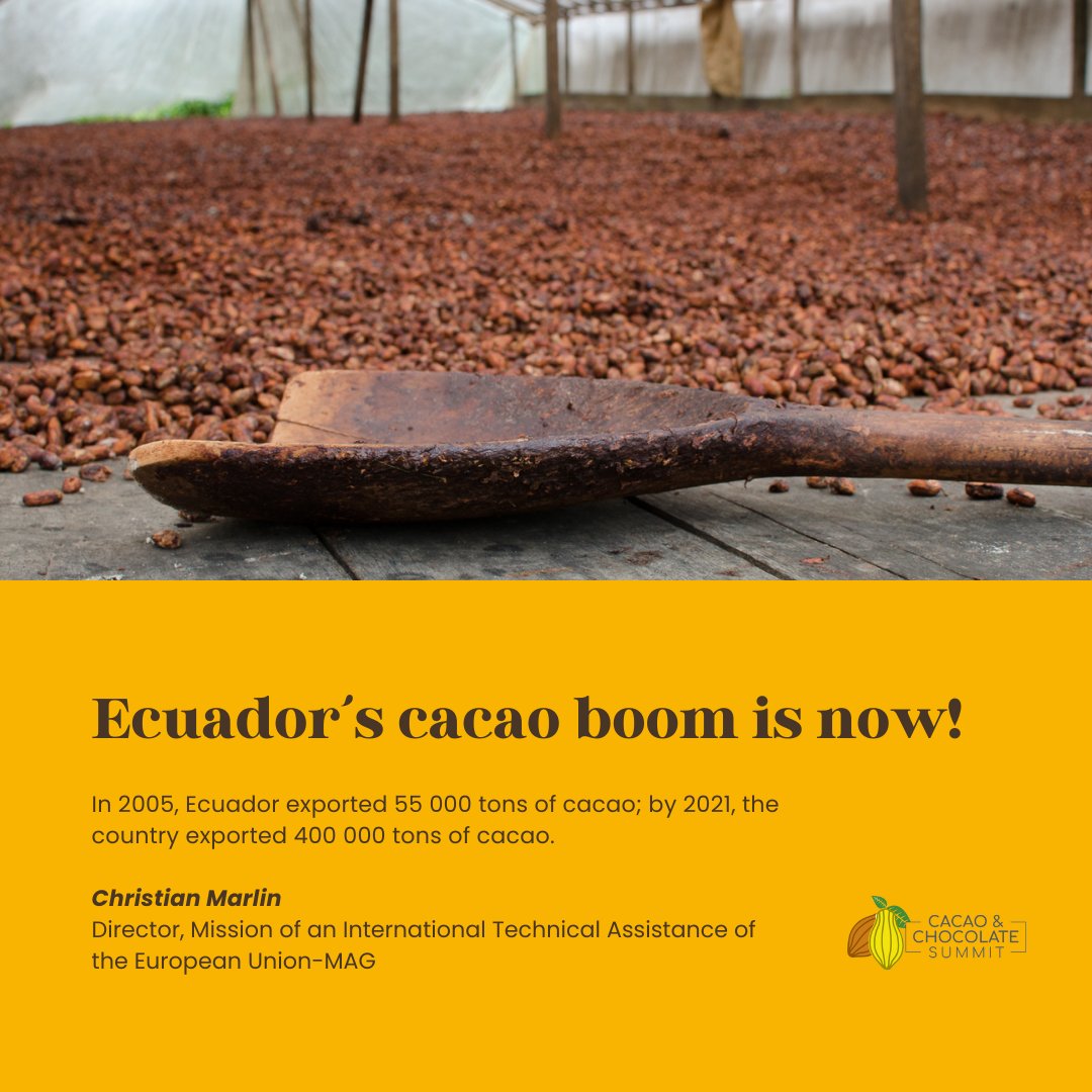CacaoChocSummit's tweet photo. In 2005, Ecuador exported 55 000 tons of cacao; in 2021, the country exported 400 000 tons, more than 10 times the production of the last 15 years. The increase in cacao production was the result of the adoption of the CCN51 variety. 
@ConexionChoc
@rikoltoLA
@FCIA_org
 #cacao https://t.co/TBzypG40MH