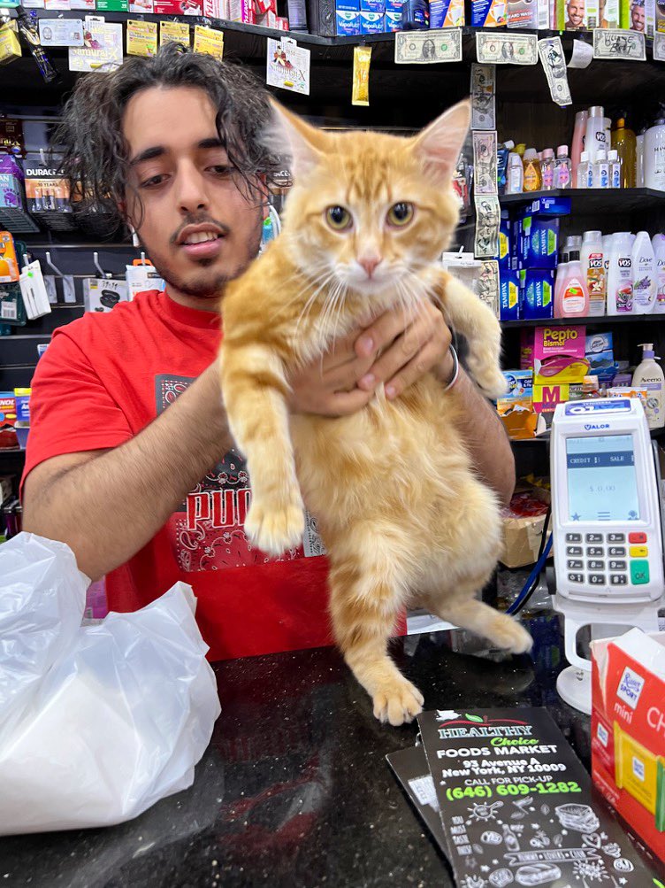 Bodegacats_'s tweet photo. Takes a pet like no problem

📷: [2] @sarahchan224 [3] @CE777ESTIAL https://t.co/oQzKmdN9Ra