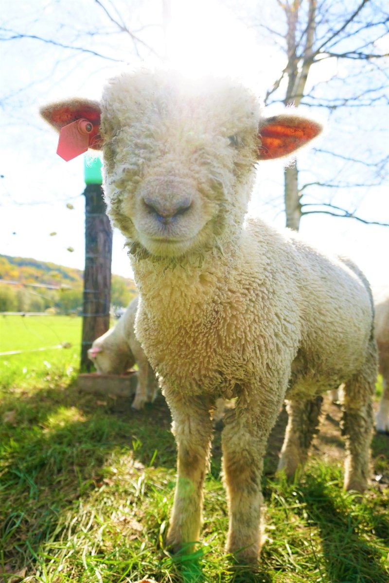 Aiko S Optimal Today