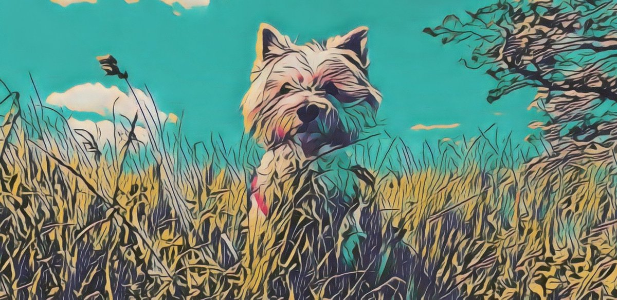 RachelNorthDog's tweet photo. Some of the lovely NorthDogs in my greetings card range. Available in my etsy shop...I hope you like them! 😊🐾💗⬇️
https://t.co/qbtuop9aBg 

#dogs #etsyuk #westie #gsd #JackRussell #spaniel #lurcher #whippet #beddywhippet #collie https://t.co/6RZrgOf7MX