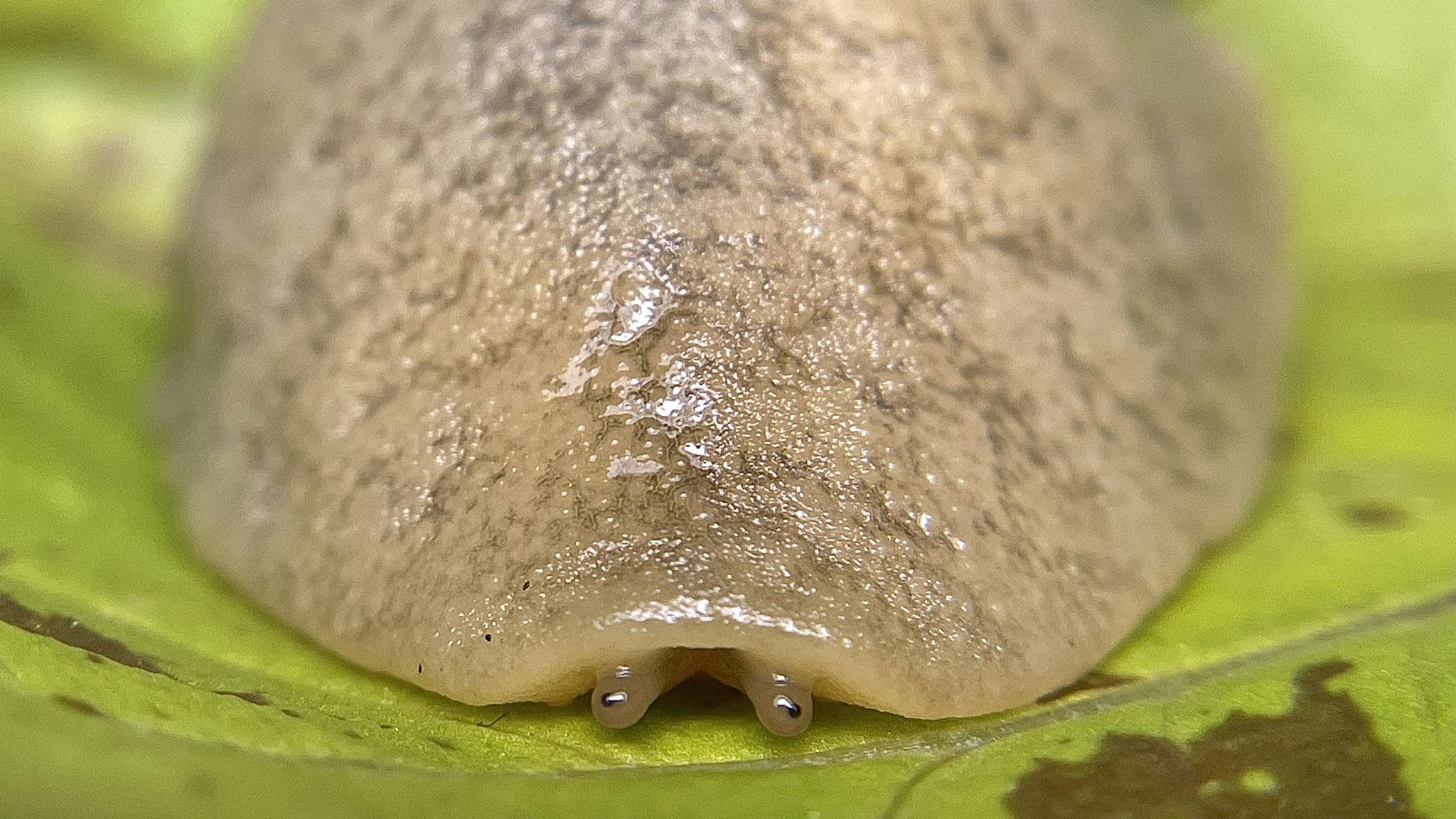 invertebrate on Twitter: "this is, perhaps, the animal ever https://t
