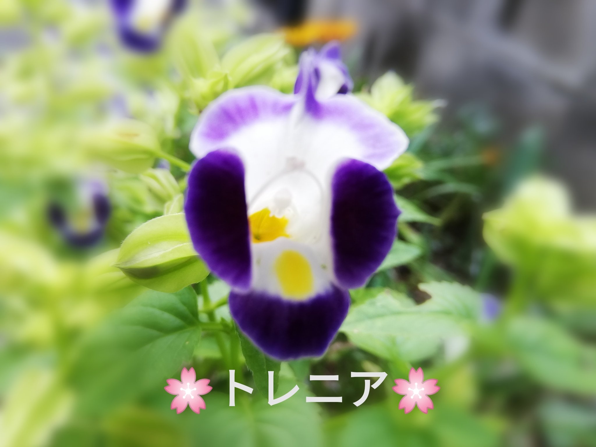 Tweets With Replies By なおちゃんです Jg1qnz Twitter