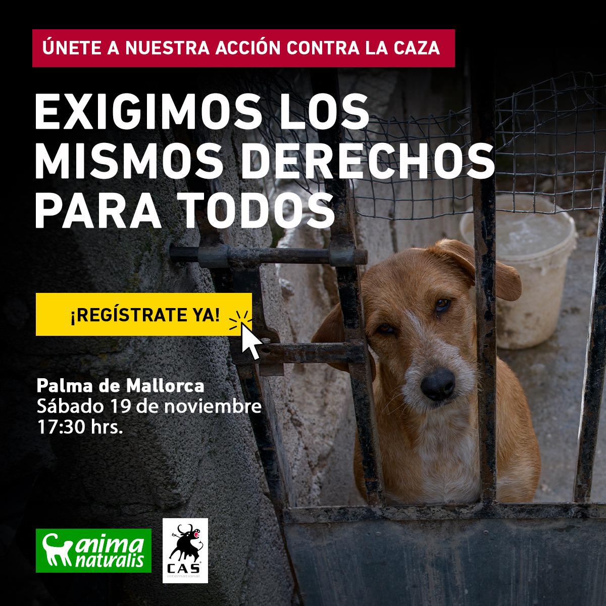 ADA11092017's tweet photo. 📢 @AnimaNaturalis y @CAS_Int exigiremos los mismos derechos para TODOS sin excepción 🐕‍🦺 ¡Únete! 
🗓Sábado, 19 de noviembre 2022 ⏰ 16:45 para indicaciones y entrega de material. La acción comenzará a las 17:30 📍 *Paseo del Borne* (junto a Plaza Reina)  Te esperamos ✊ https://t.co/SPKVBiztx6