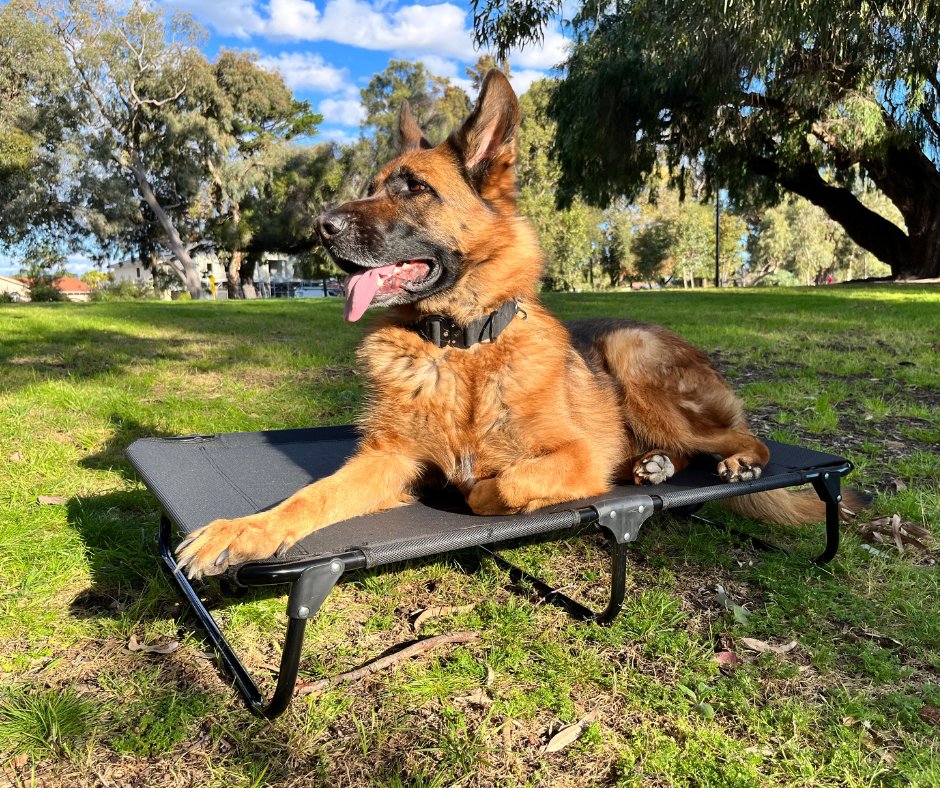 Dazy Dog tweet media