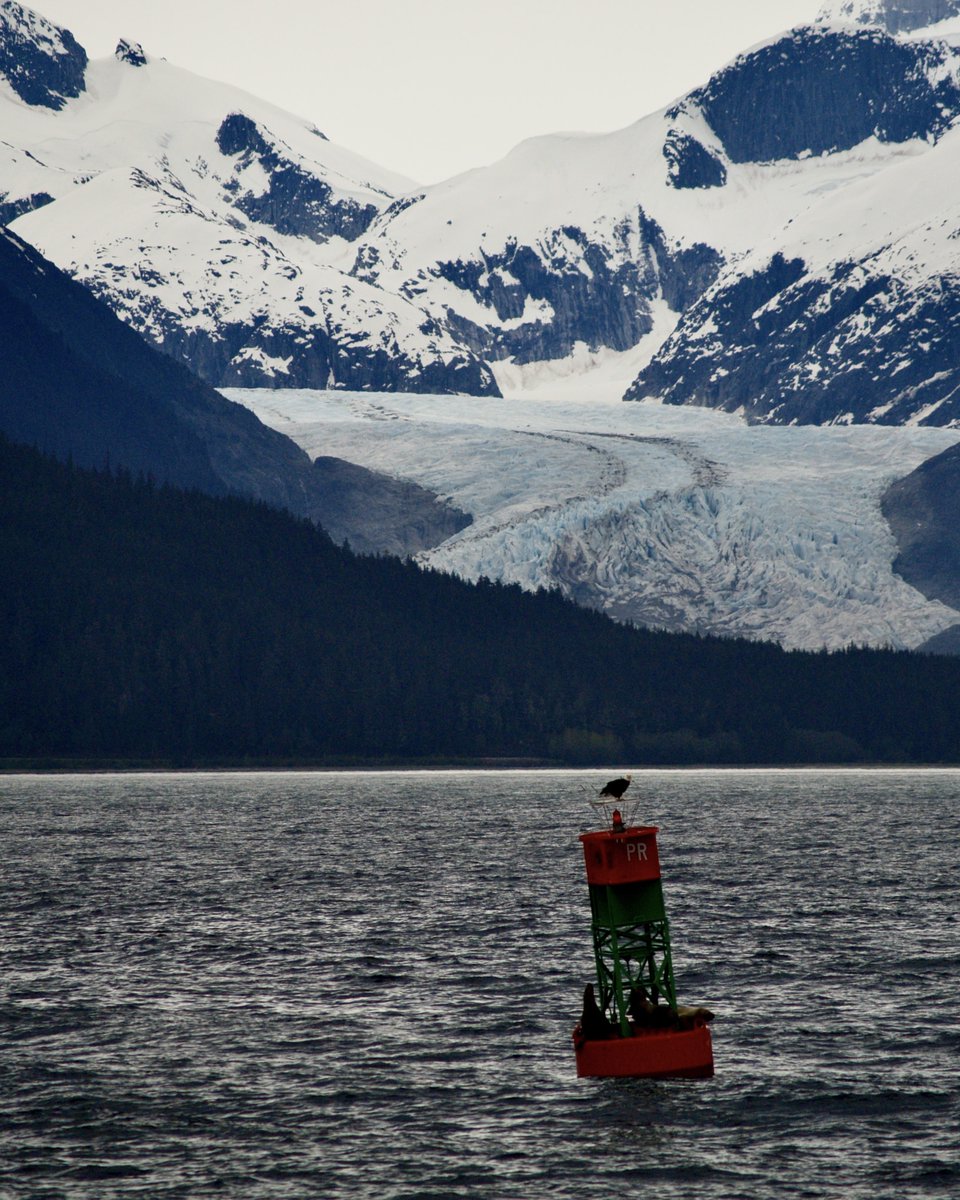 Travelmarvel_TM's tweet photo. Aboard the famed @HALcruises, we embark on a 7-night exploration of #Alaska’s #InsidePassage. Watch the most awe-inspiring coastal landscapes roll by and see the world unfold from the comfort of your ocean view window. #Travelmarvel #Traveliscalling #HollandAmerica https://t.co/lBTuamq7Ql