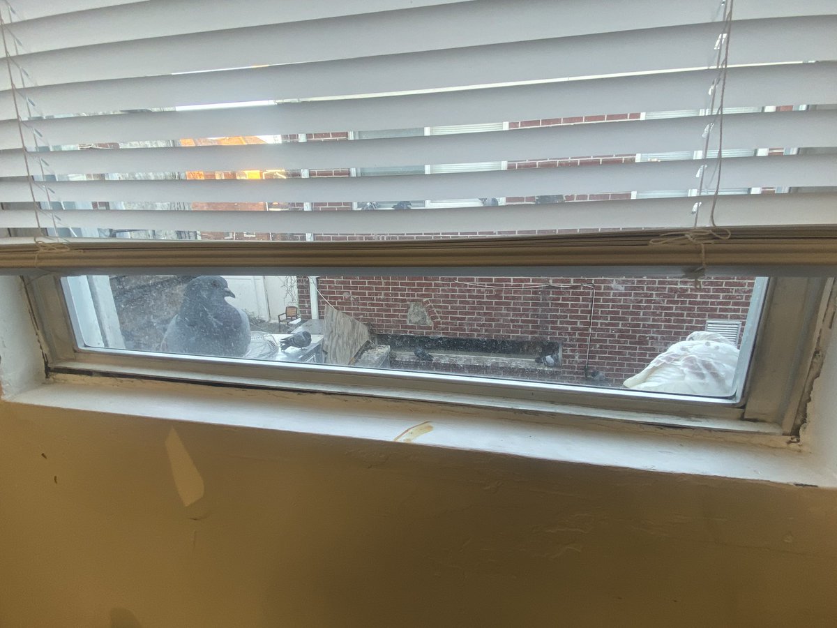 Meet my office window pigeon friends that never leave...They give me and @MarkCHealey news tips.