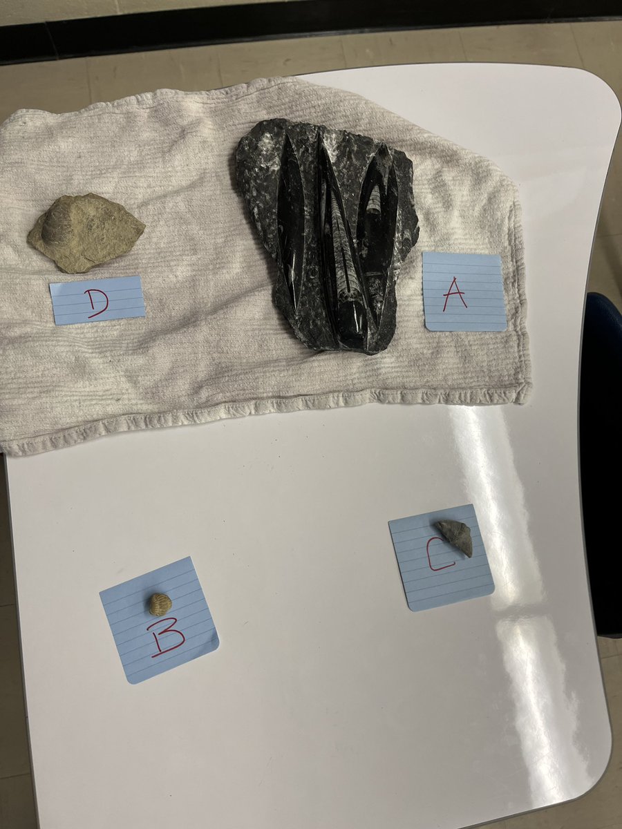 JenBrownEdu's tweet photo. Students had a mini bell ringer on their #SES4U assessment today. Identify the index fossils. Thanks to #Western #Geology for lending some fossils. So fascinating that these are 100s of millions of years old! #TVDSBscience #rocks #earthscience #historyoftheearth https://t.co/H3k2BI3qXJ