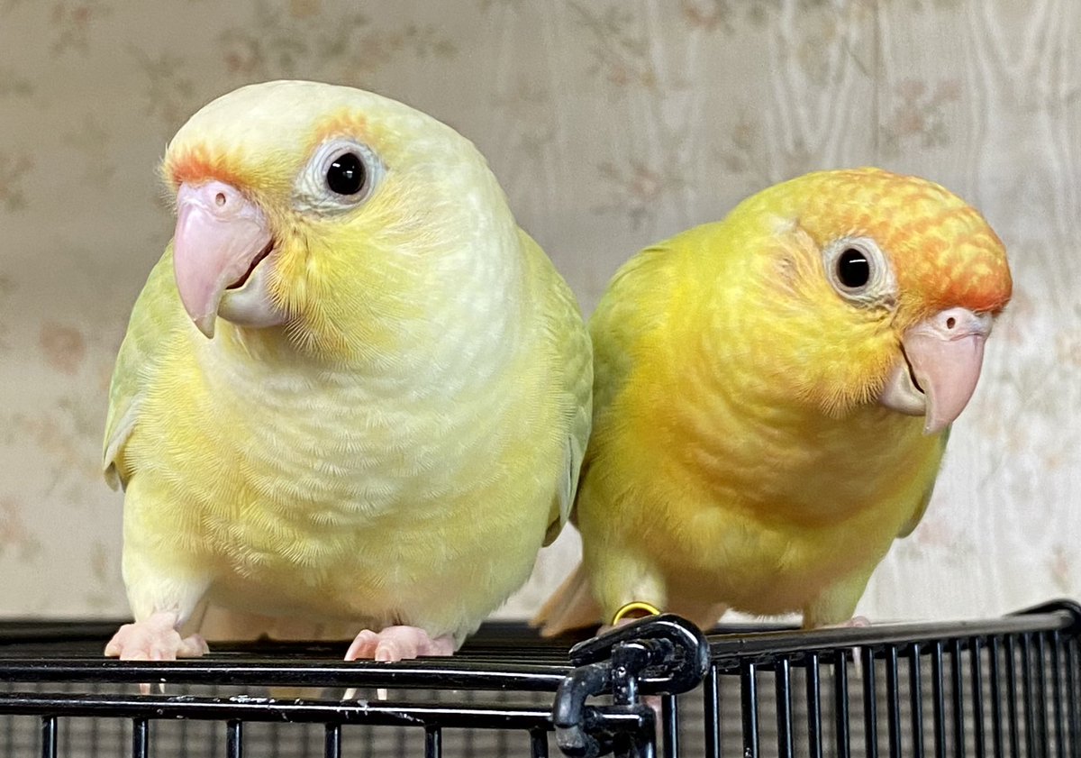 jmtrops's tweet photo. The three babies https://t.co/QsChb34for