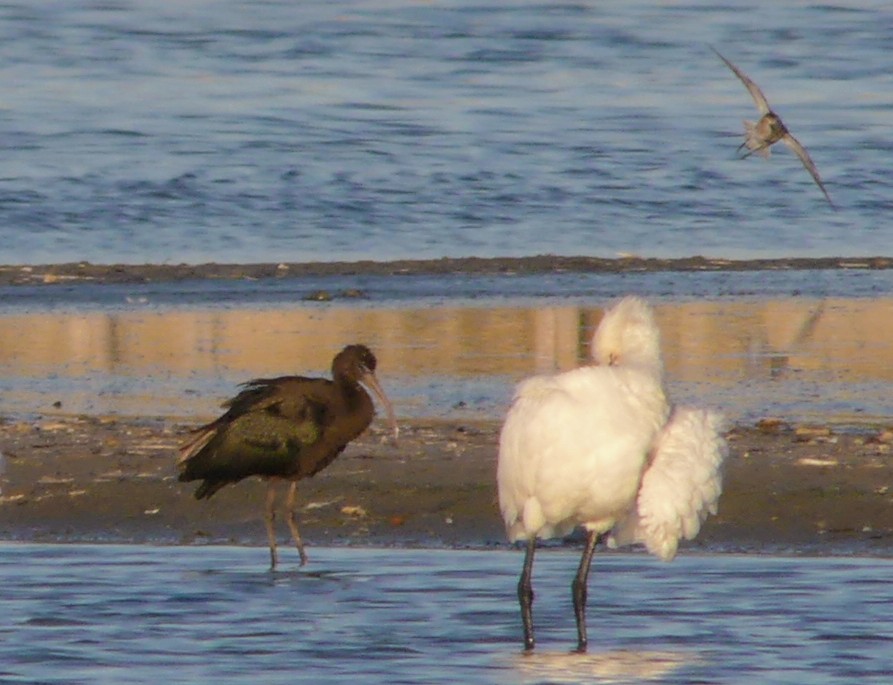 NigelHiggs's tweet photo. @WildOnTheRoad Glossy Ibis seen at 17:30 from tern hide, Brownsea Island. https://t.co/QoXtmRcpM8