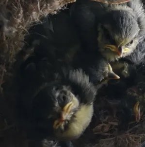 ratemybirds's tweet photo. #chicks #birds #michalschicks https://t.co/Vat1B68u0f