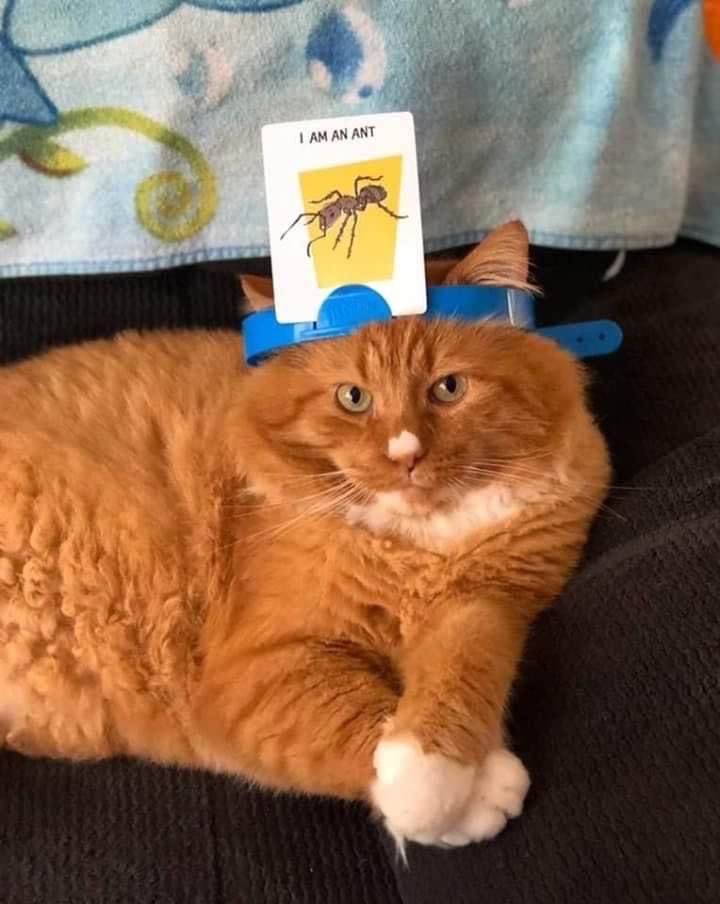 Cat Dealer (@catpicsdealer) on Twitter photo 