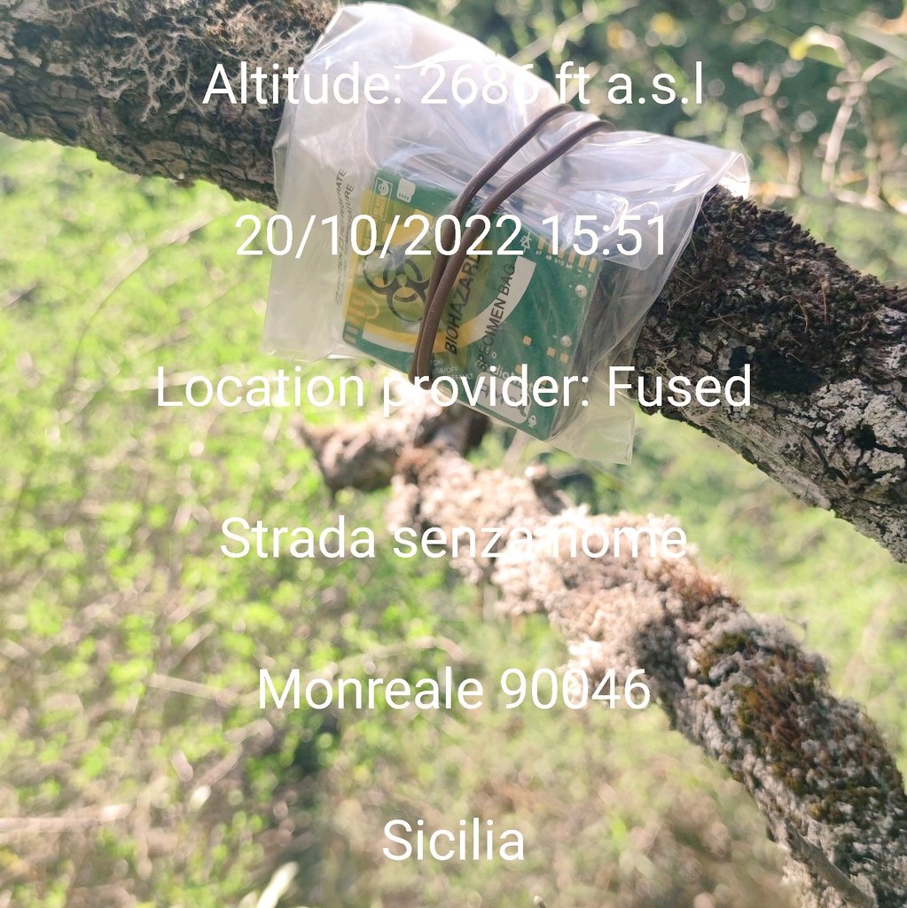 Today we employed a couple of Audiomoth to monitor bat activity on Ficuzza Mountain in Sicily 🦇🖤
@OpenAcoustics