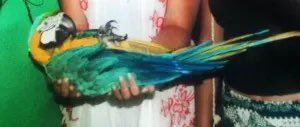 ratemybirds's tweet photo. #ratemybirds #parrot #ehrp https://t.co/IwxtdfXYnI