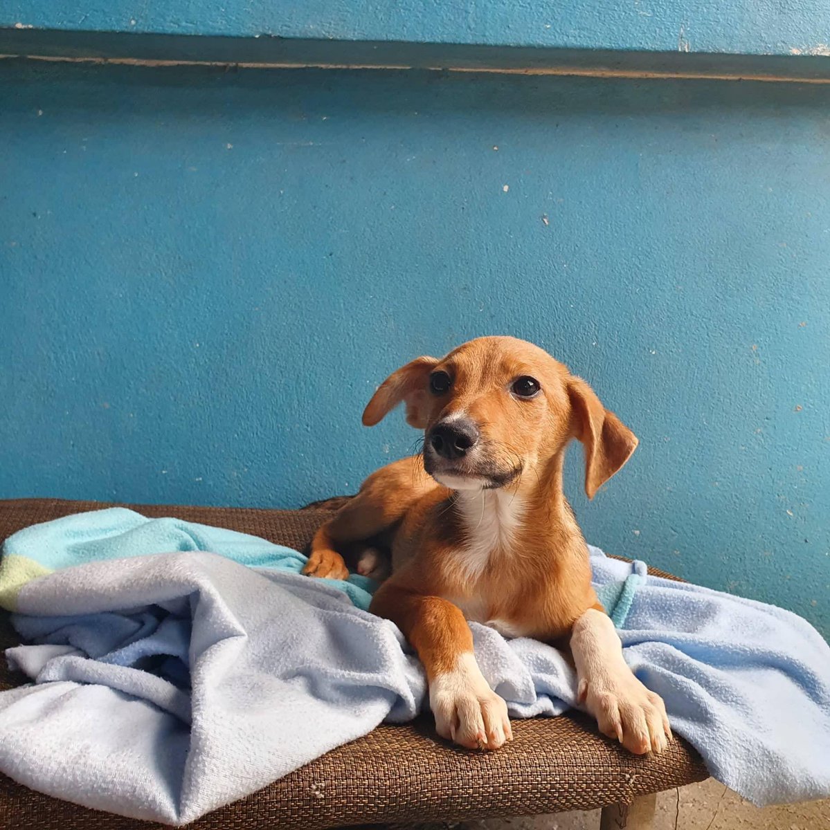 prevention_to's tweet photo. #AdoptDontBuy is not just a #slogan, it’s about being a responsible society to #furbabies. They don’t ask for too much: just to be treated well, fed regularly & loved madly! 💯♥️ Some of our babies are ready for #foreverhomes #TeamFiji: https://t.co/VhgvXgY6vS #bekind #palwar 🇫🇯 https://t.co/lTsg9ydxJL