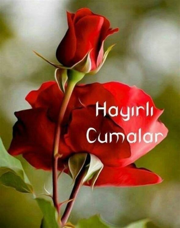 ozocaksigorta's tweet photo. Allah'ın Selamı, Rahmeti, Bereketi üzerimize olsun!
Cumamız Mübarek Olsun | #HayırlıCumalar "Hayır'la kalın Rabbi'me emânet olun." https://t.co/eKfxEo7YxK