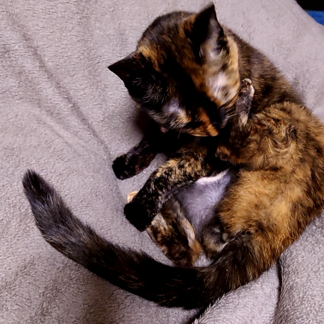 good2bnegative's tweet photo. 尻尾にょーーーん

#サビ猫 #さびねこ https://t.co/MuDWSNzl8J