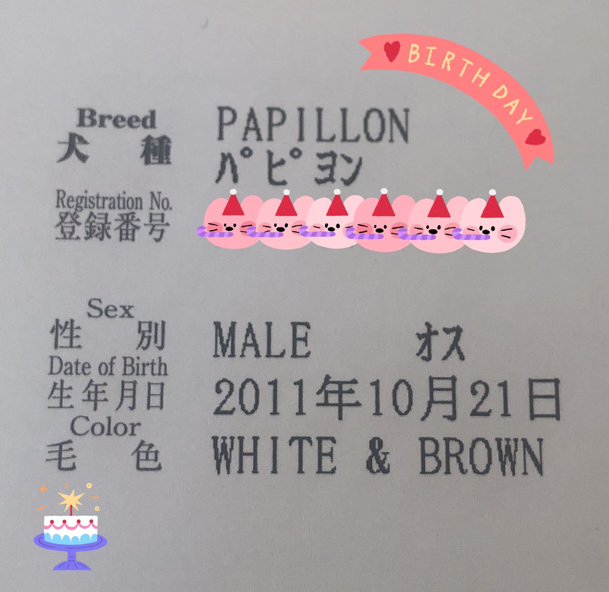 Papi_Rin_1021's tweet photo. #パピヨン
#10月13日生まれ　さん
おめでとう🎉㊗️

うちの凛太朗は
11歳、まだまだヤンチャです🐾 https://t.co/ChrtHSxUvO