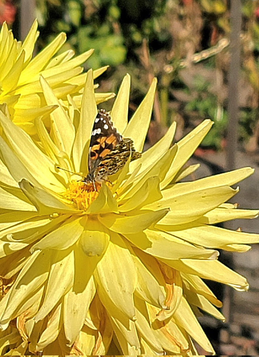 mymiscsocialmed's tweet photo. Beautiful life
#yellowdahlia #yellowflowerphoto #butterflyflower https://t.co/r5mb7W2Eht