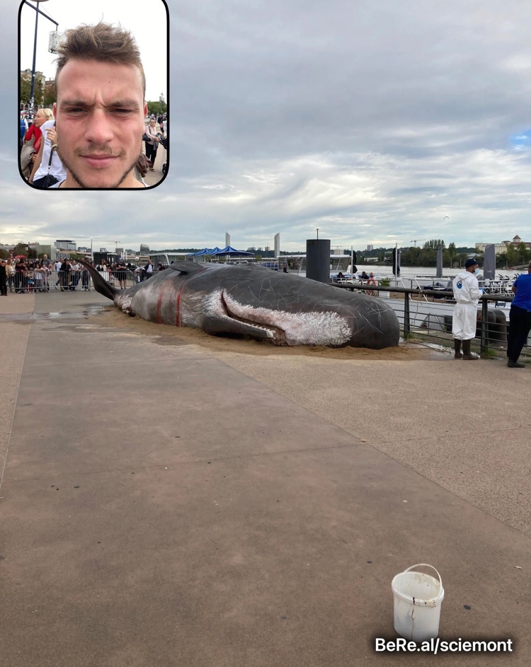 Trump Coin Whale (@trumpcoinwhale) on Twitter photo 