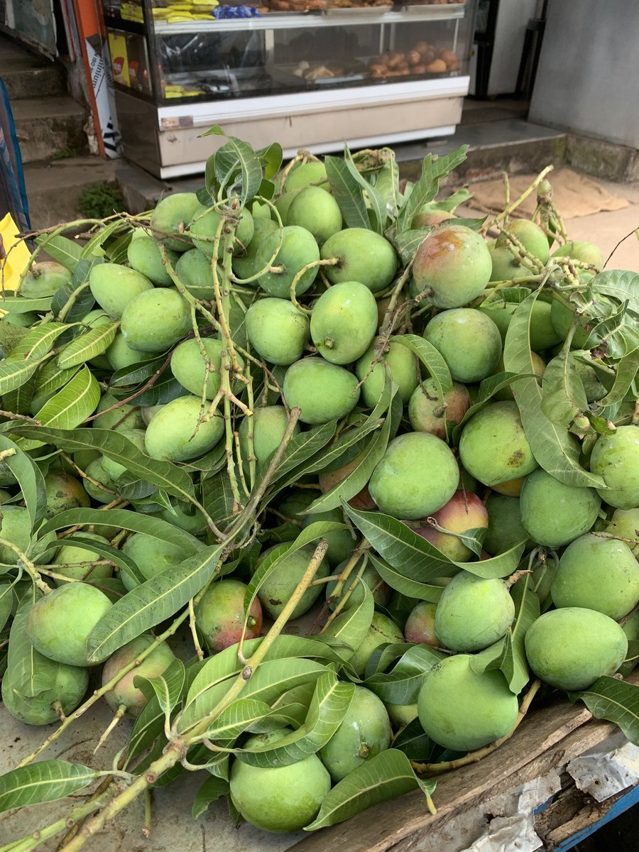 ThomasAnjaly's tweet photo. Simple meals on a plantain leaf, fresh banana chips, unseasonal raw mangoes and an arched bridge is all that it takes to make a full hospital visit memorable. #keralatourism #wayanad #godsowncountry #naturegram #simplelife #livinginnature https://t.co/MpOlBT7Hti
