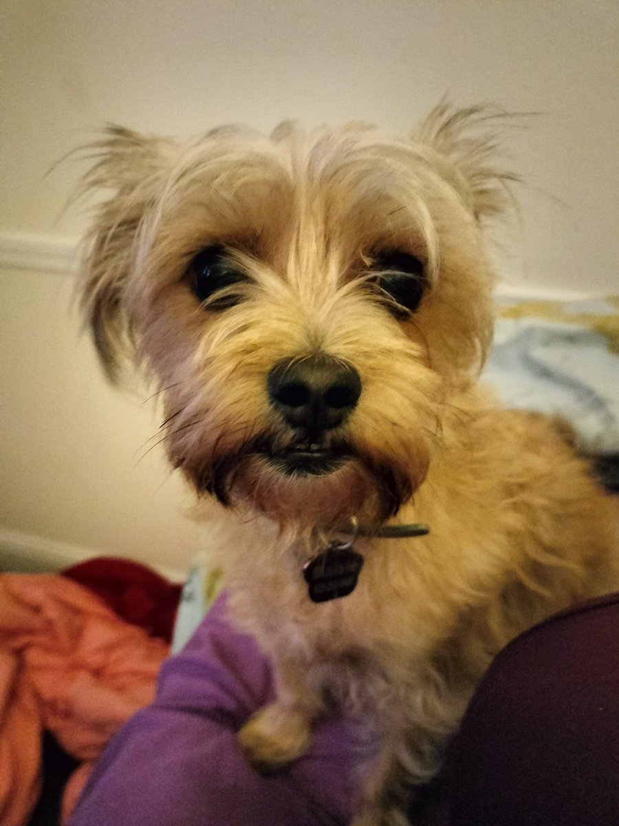 JadeK526's tweet photo. Hey @trutriciahelfer Here's a photo of my goofy doggo. Do you like dogs? #doggosoftwitter #dogsoftwitter #happydogs #pupsoftwitter #dogcommunity #twitterpups #cutedogphoto https://t.co/6x2vvGs7sP