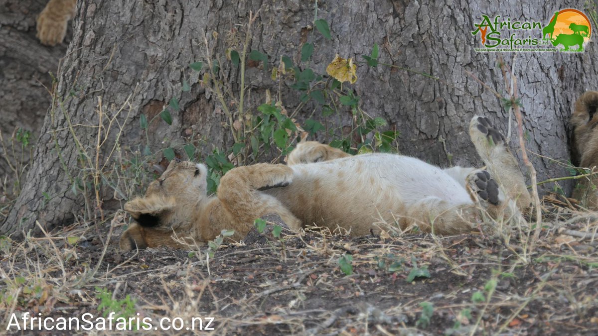 AfricanSafaris's tweet photo. Happy Friday! Enjoy the long weekend! 

#TGIF #Friday #fridayfeeling #LongWeekend #longweekendahead #longweekendvibes https://t.co/XwIlz2KBVr
