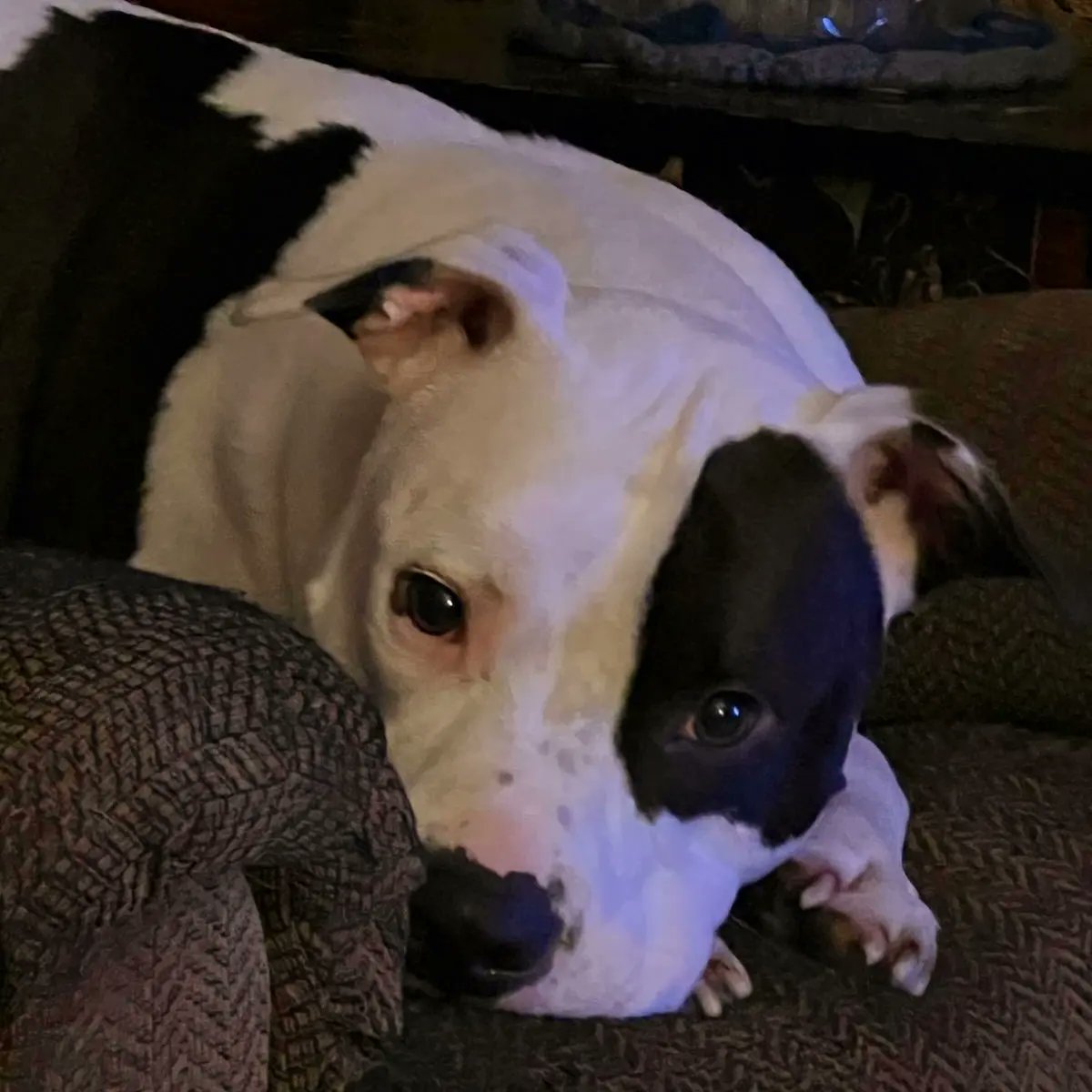 amandaswank85's tweet photo. Just my boys.... doing what they do.... you know, being super handsome. โค๏ธ๐ถโค๏ธ#francis #oliver #fursons #myloves #myeverythings #myfurbabies #pitbulls #animalsarebetterthanpeople #myloves #myboys #myfriends #myprotectors #bouncybooties #mykings #handsomedevils #thosebooties https://t.co/O8Zn80XzBy