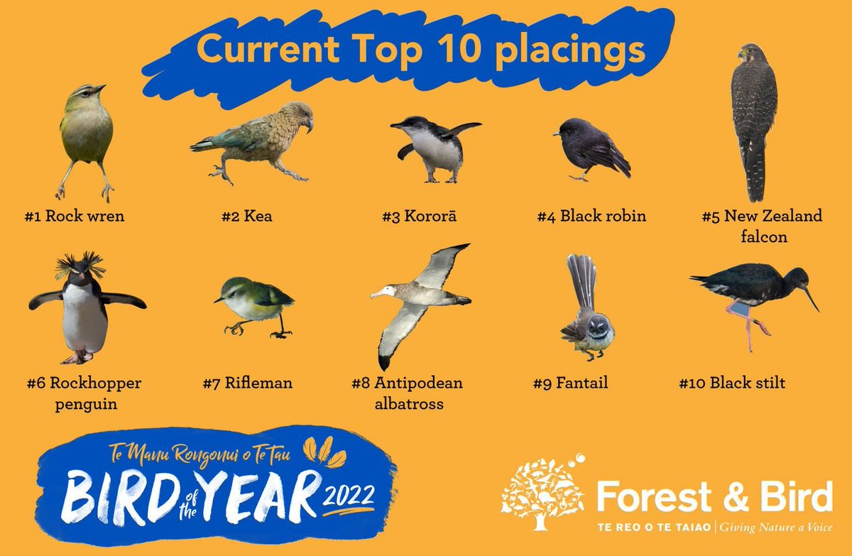 Here's the #LeaderBIRD so far peeps. Some of my best bird friends are in this top ten, but I could use a little help!  Where my votes at?!  VOTE <a href="/RiroriroBOTY/">Riroriro/Grey Warbler for Bird of the Year 2022</a> 
.
<a href="/Forest_and_Bird/">Forest & Bird</a> #BOTY2022
#GreyAllDay