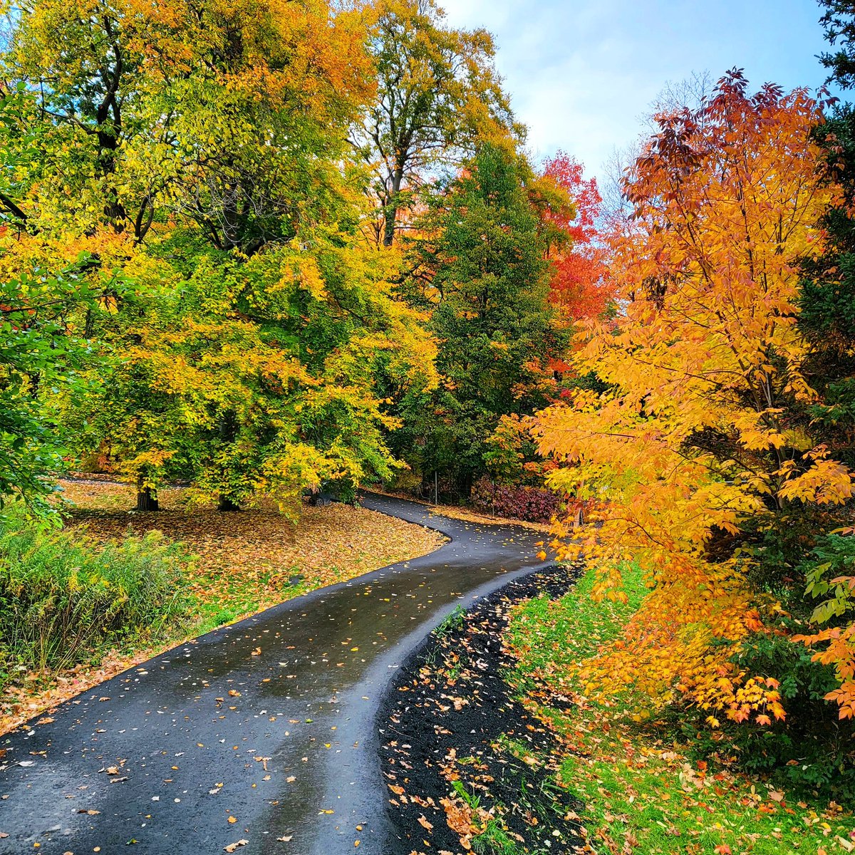 Fall colors

#fall #fallfoliage #fallleaves