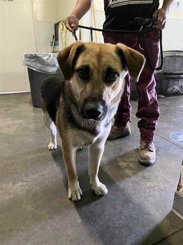 CutePetsLA's tweet image. Hey. My name is Gizmo and I am an unaltered male, tricolor Mixed breed… petharbor.com/pet.asp?uaid=L…