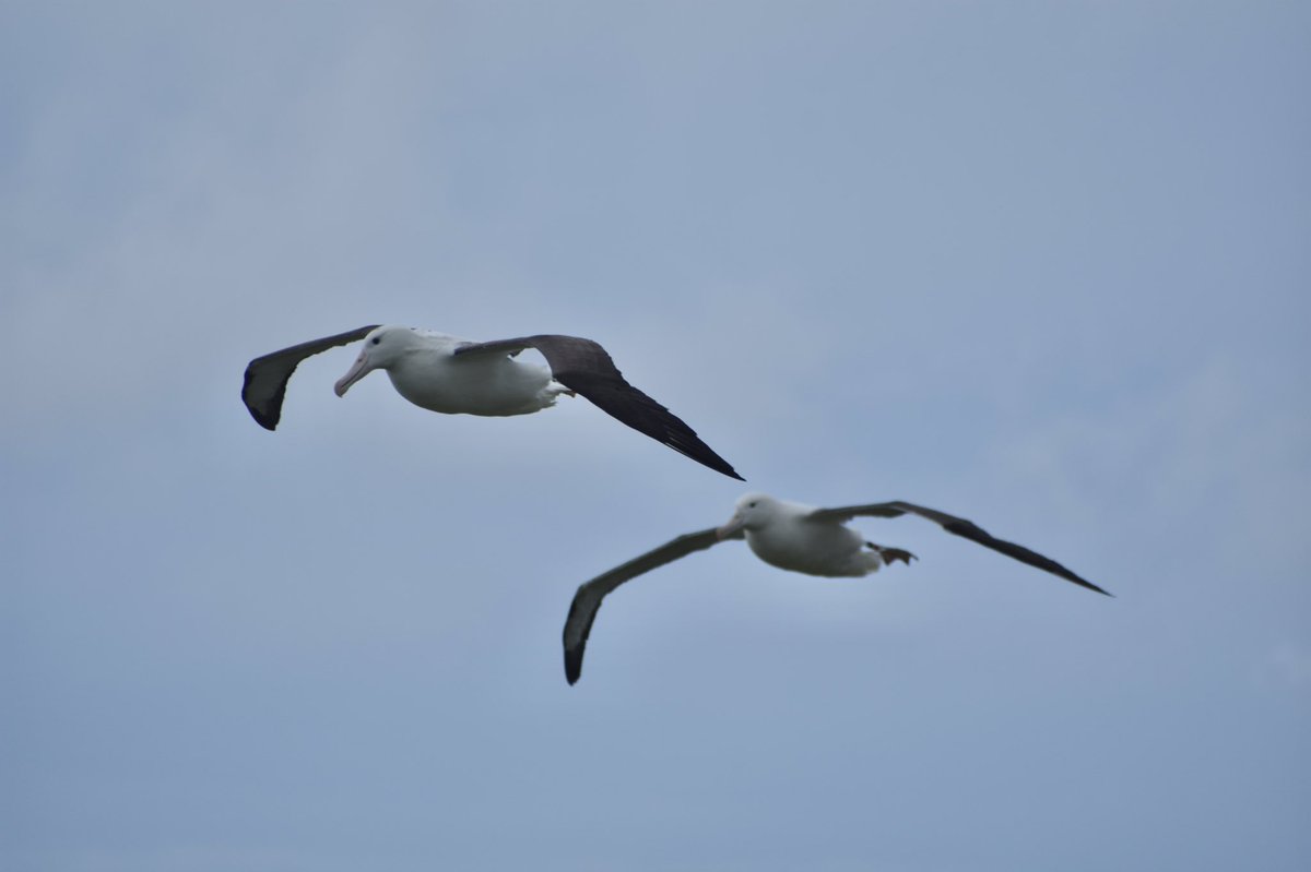 Albatross zoomies 🤍 

Some good flying activity this afternoon once the wind picked up! 

📷 Laura Findlay
