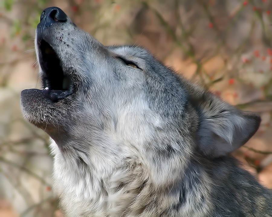 HourlyWolves presents: