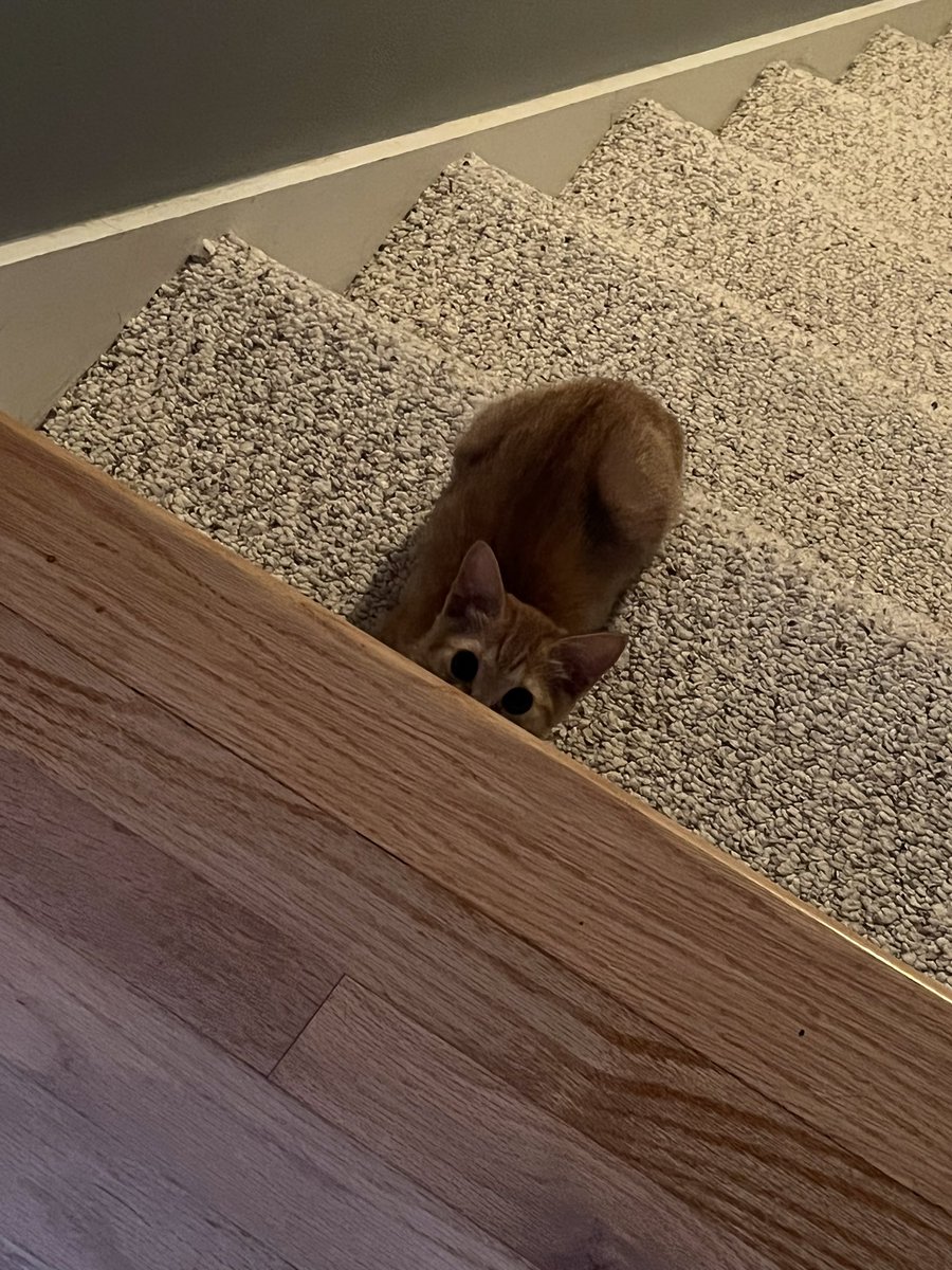 Carib_Dawn's tweet photo. I think my daughter brought home the Spawn of Satan and straight up lied to me. “Isn’t she just the sweetest kitten ever?” Y’all, she is a ginger menace. #ChaoticOrange #TwitterKitties https://t.co/5NLxWdXF48