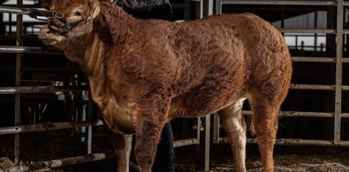 razasdelmundo's tweet photo. #Agrodatos || 👉 ¿Cuáles son las vacas más caras del mundo?

👉 La novilla Poshspice se vende en casi 360.000 dólares y se convierte en el ejemplar más caro del mundo. https://t.co/pZR0IWFwzd