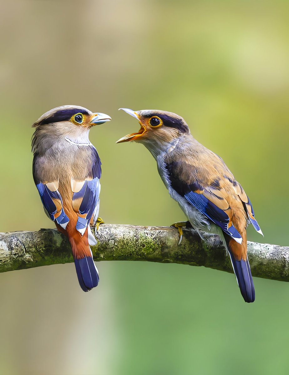 A romantic story of birds😜 #birds #nature #photos #LovelyBirdsInChina