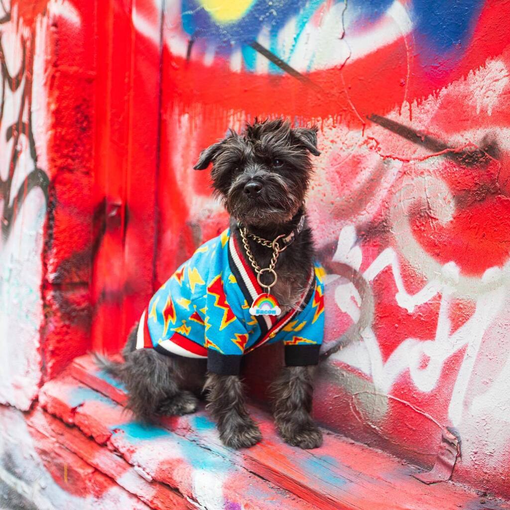 baconthedoggers's tweet photo. Hope your week’s been electrifying ⚡️
-
👕: @barclaire_official
-
#dogsoftoronto #dogsofcanada #schnauzer #minischnauzer #schnauzersofinstagram #dogsofinstagram #weeklyfluff #dogsofig #torontograffiti #torontostreetstyle #streetstyle https://t.co/s1xjId3Q9k https://t.co/kOxNryMSBg