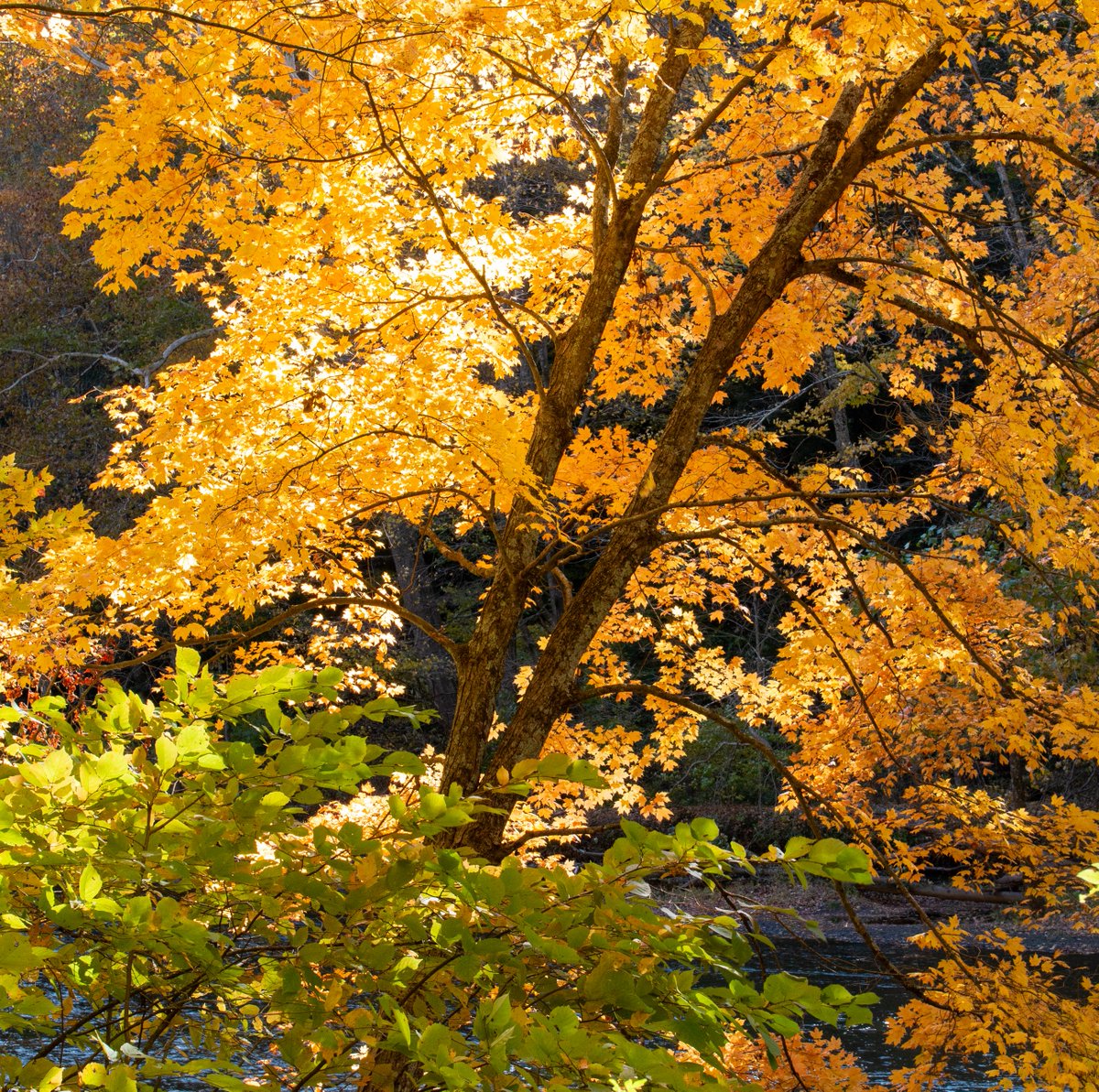 OHStateParks's tweet photo. Fall really is the best season π π Mohican State Park is blanketed in gorgeous colors, so make sure you get out and see them soon! πΈ: David Westman
#fallcolor #mohicanstatepark #ohiofall22 #fall #ohiostateparks #mohican https://t.co/aruEK1a2I8