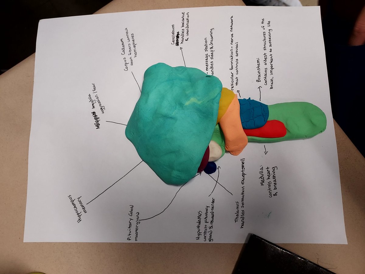 ShawnaTurco's tweet image. Stress relieving and building knowledge? Building brain structures with @PlayDoh #psychology #teachertwitter