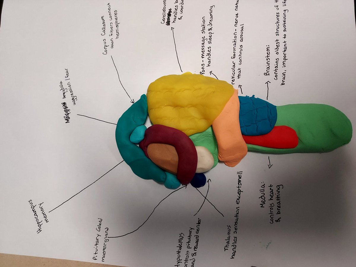 ShawnaTurco's tweet image. Stress relieving and building knowledge? Building brain structures with @PlayDoh #psychology #teachertwitter