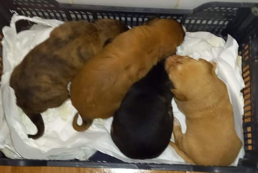 BeatrizAndrino's tweet photo. #JEREZ
🆘🆘📢URGENTE!!!!
23.00h.
A una mujer le han dejado en la puerta 4️⃣bebes d 🍼 No puede ocuparse d ellos. Tampoco tiene leche de cachorros. Si alguien puede encargarse q llame🙏 
Sino morirán y es real lo que digo
☎️639445267🙏📢📢🆘🆘 https://t.co/szo12OdfDe
