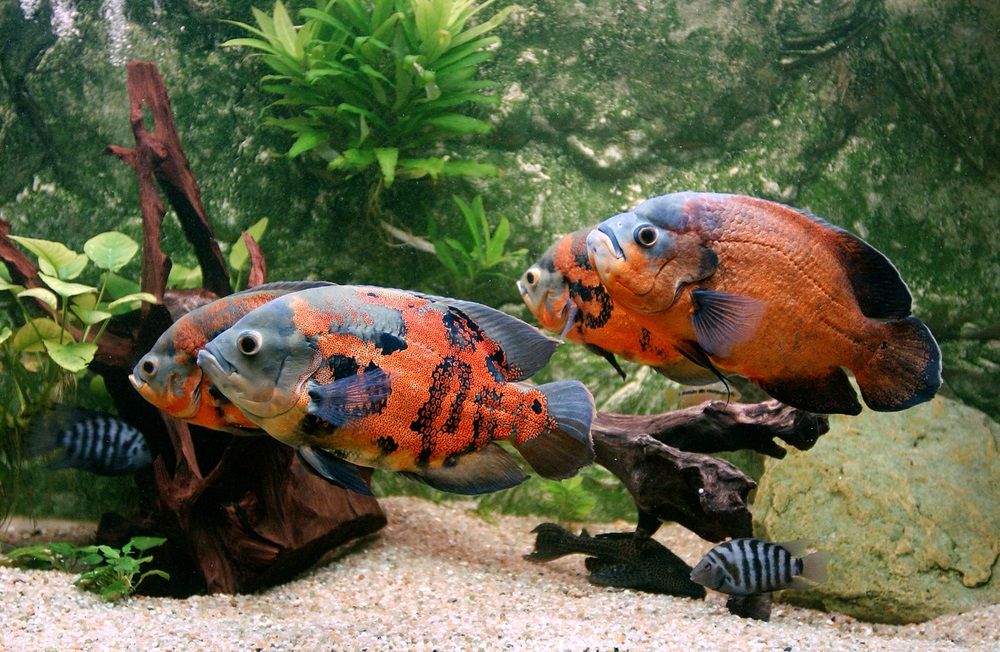 AqueonProducts's tweet photo. Look at this Oscar gang go! Swim on over to the link if you want to learn more 🌊🏊
.
.
https://t.co/nEU5wd4zcz https://t.co/Cvv4B9JfYx