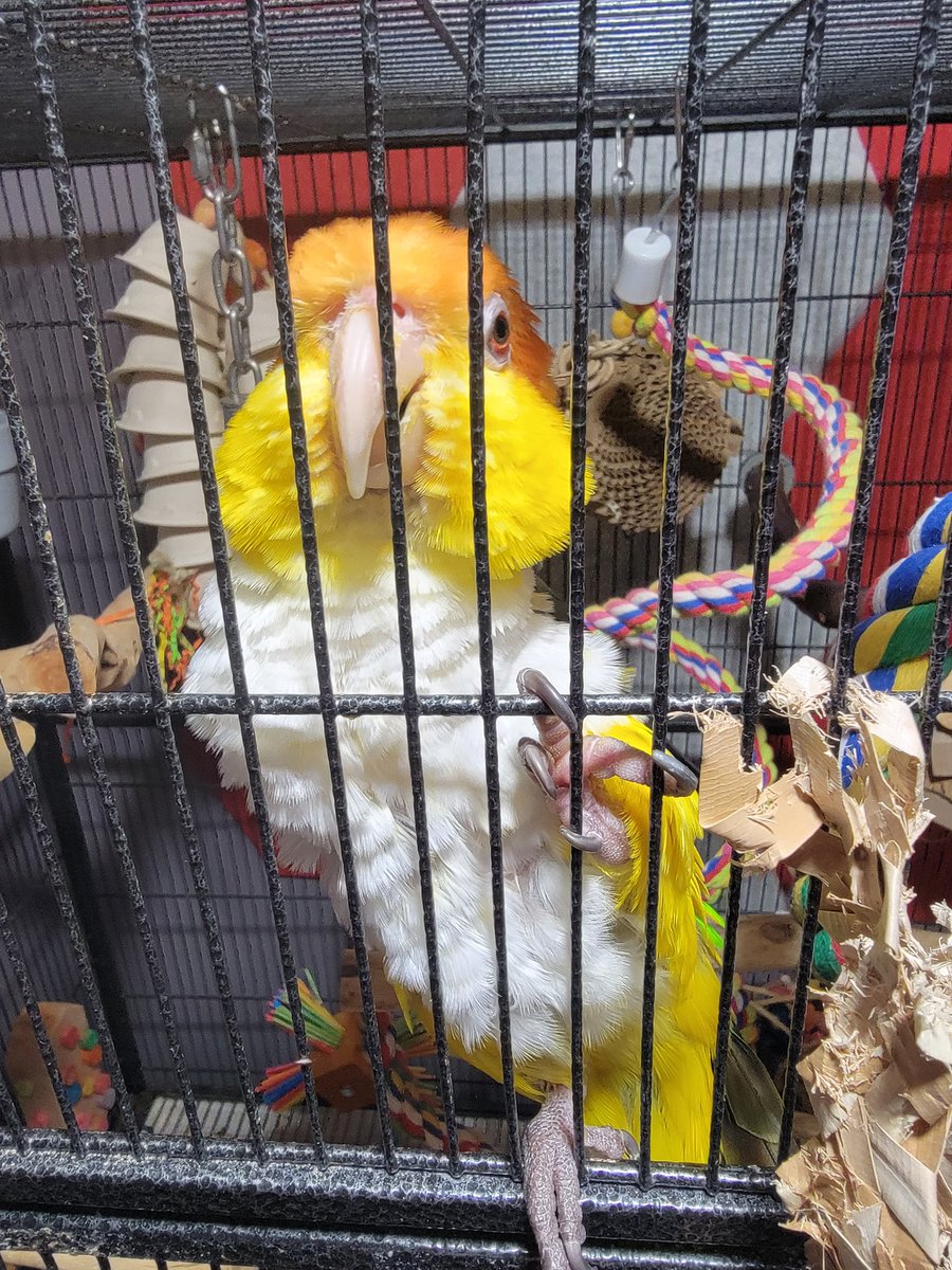 Say good night to Copper <a href="/TeamGreenTwitch/">Team Green Gaming</a>