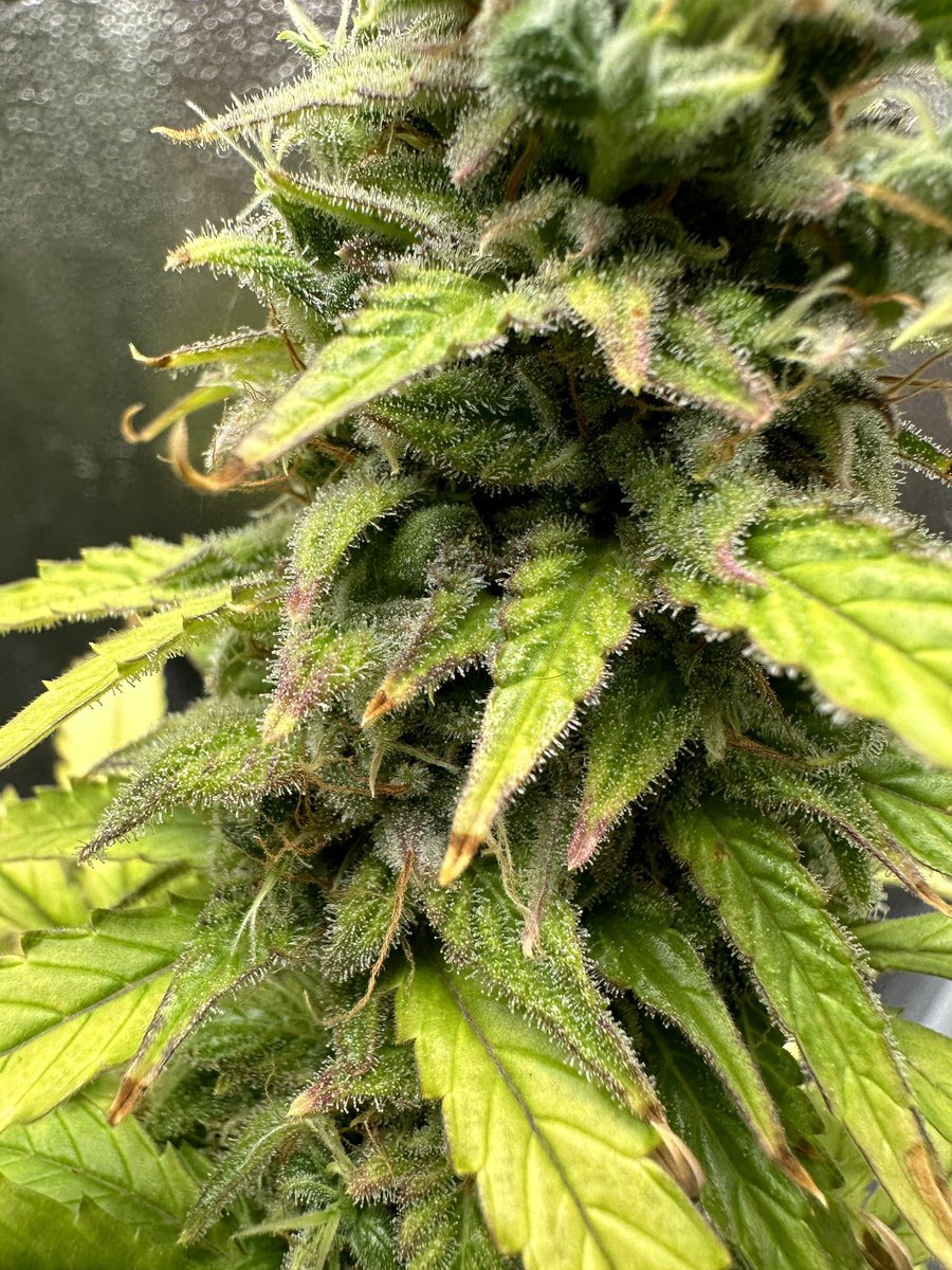 BlockchainBCmte's tweet photo. According to the package this should have been done on the 15th of October.. Never just believe the pack, not even close - our first Auto #cannabiscommunity #mmemberville #weedmob #growyourown #stonerfam #420life @blazedRTs #LEDgrowsItAll #indoorgarden @sme_rt #noflash #macro https://t.co/jivSrsqY97