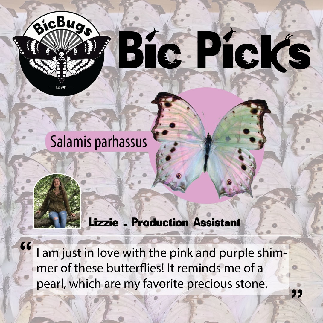 BicBugs's tweet photo. About the Salamis parhassus, Lizzie says, "I am just in love with the pink and purple shimmer of these butterflies! It reminds me of a pearl, which are my favorite precious stone."
#butterfly #holographic #holo #pinkpurple #bugfacts #entomology #insectcollection #oddities #bugs https://t.co/ShFBBSf9Hu