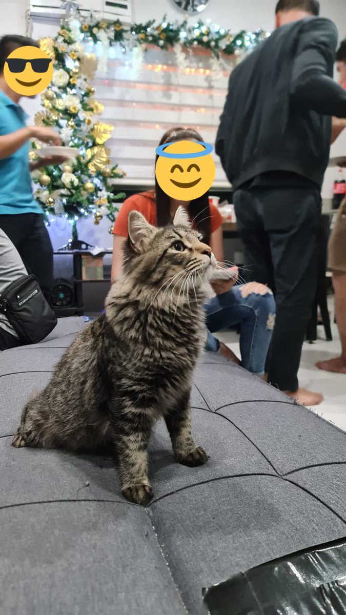 Oseph1019's tweet photo. When Jaico stop and just stare.
Love love baby Jaico.
#mainecoon #cebu https://t.co/ZgiZeieZ3i