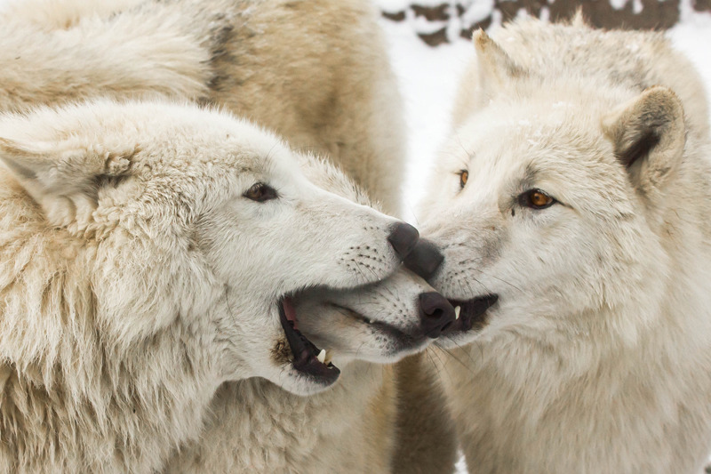 HourlyWolves presents: